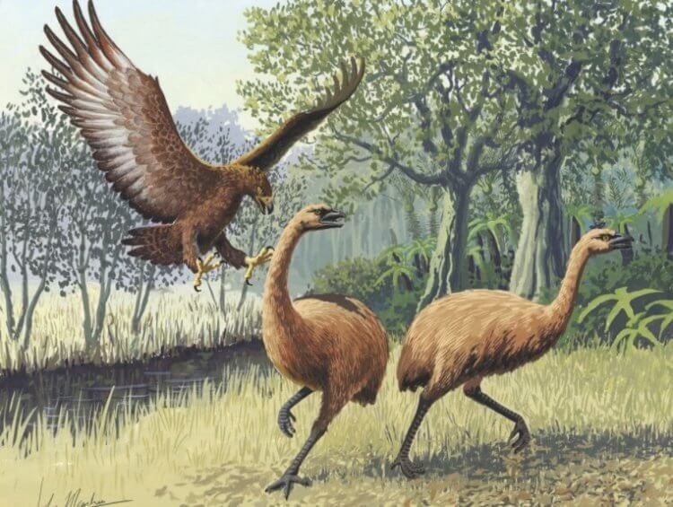 Таких сейчас не делают: гигантские животные Австралии, которые населяли континент в прошлом