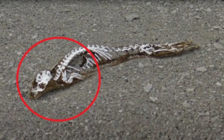 В Антарктиде обнаружены останки неведомой зверушки