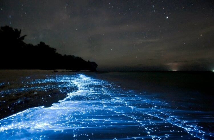 Учёные объяснили природный феномен — светящуюся по ночам воду у морских побережий