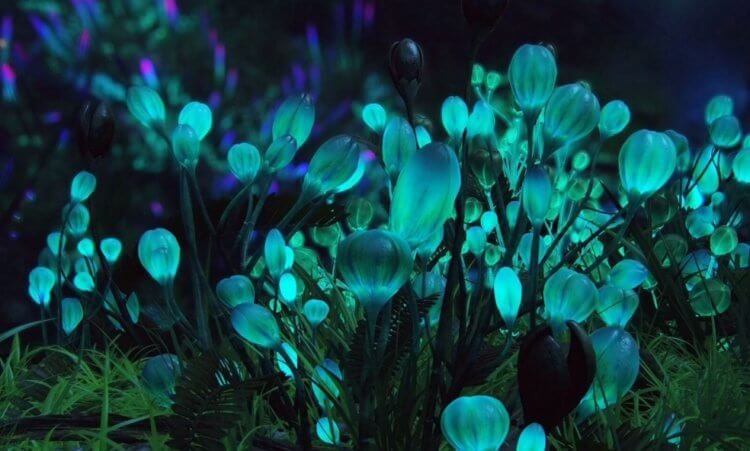 Учёные объяснили природный феномен — светящуюся по ночам воду у морских побережий