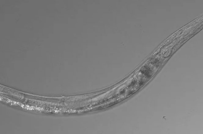Не такие уж и примитивные: о трёхполых червях Auanema sp.