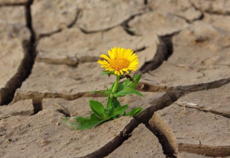 Как растениям удаётся выживать в засуху