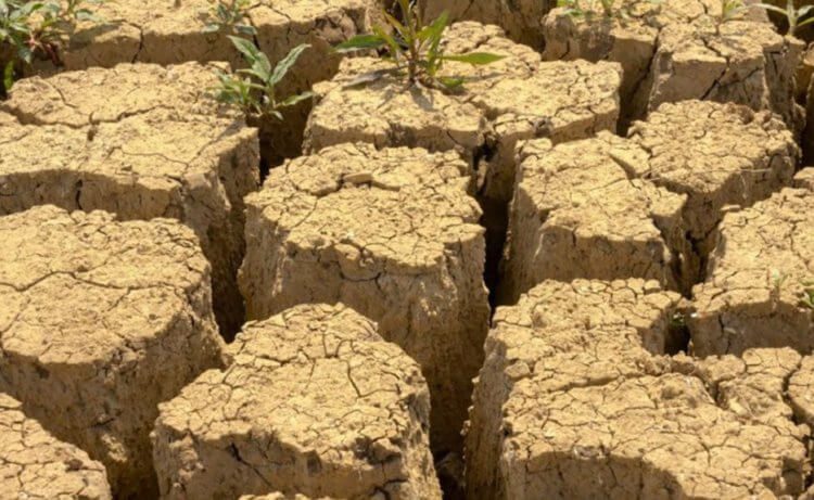 Как растениям удаётся выживать в засуху