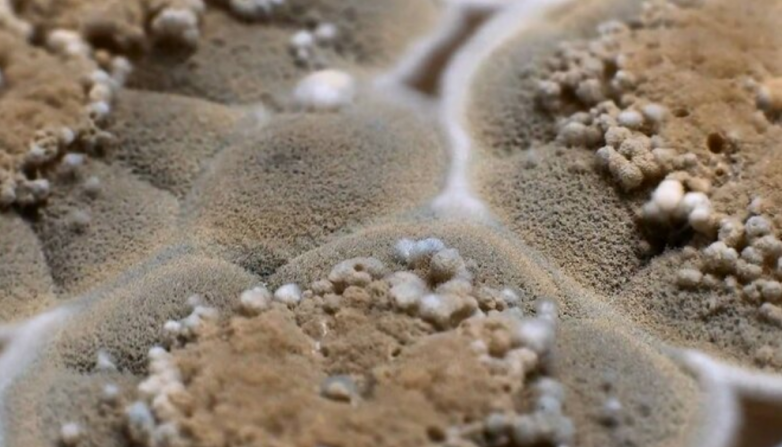 Учёные открыли загадочный грибок, который способен жить... в человеке