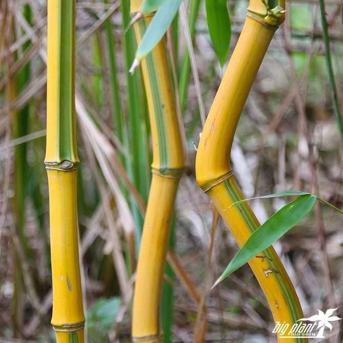 Бамбук: пожалуй, самая удивительная трава на планете