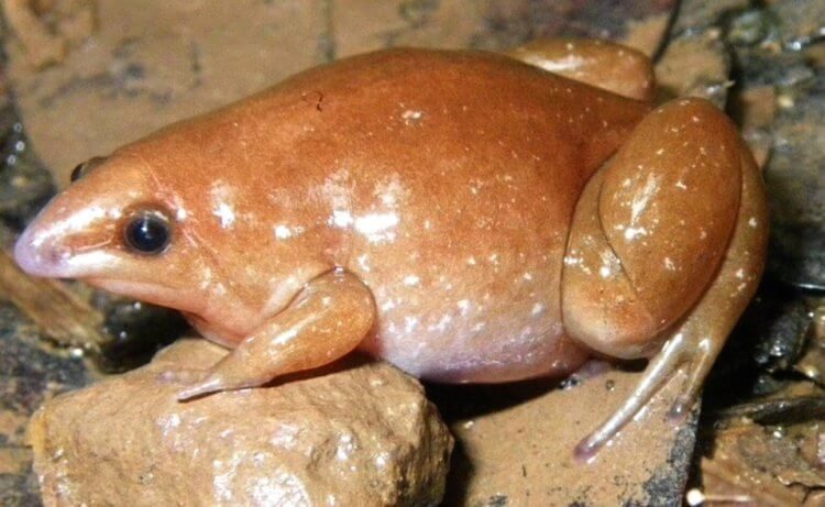 В Амазонии открыты три новых вида лягушек, один из которых назван «зомби»