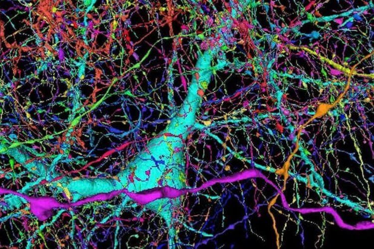 Красота нейронных связей: учёные создали предельно детализированную 3D-карту участка мозга