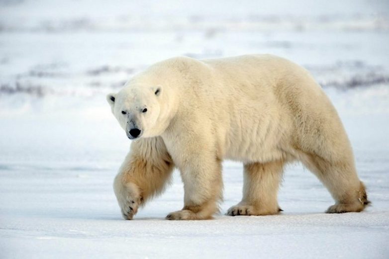 Факты о косолапых обитателях Арктики