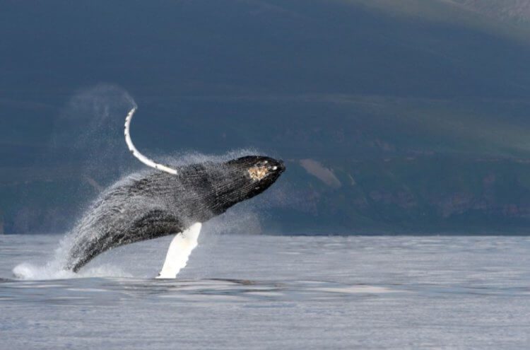 В США кит проглотил мужчину — как ему удалось выжить?