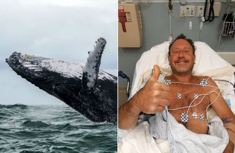 В США кит проглотил мужчину — как ему удалось выжить?
