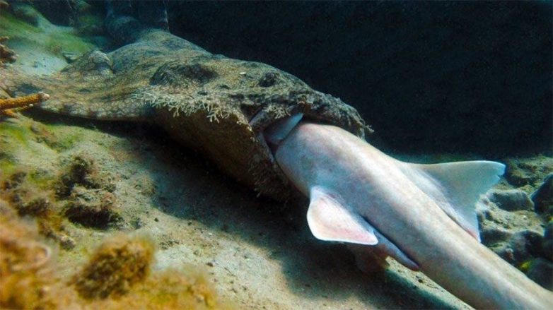 Ковровая акула — очередной монстр из Австралии