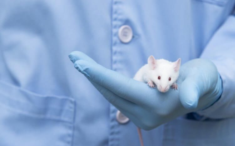 Мерзко, но эффективно: учёные заставили лабораторных крыс потеть жиром
