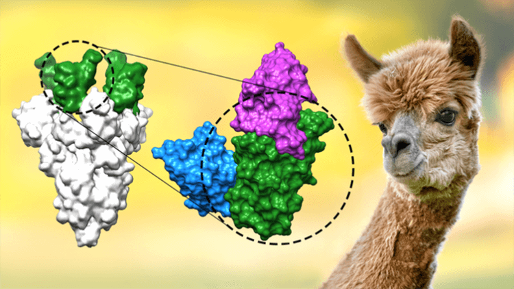 От коронавируса мир спасут... альпаки? И немецкие учёные
