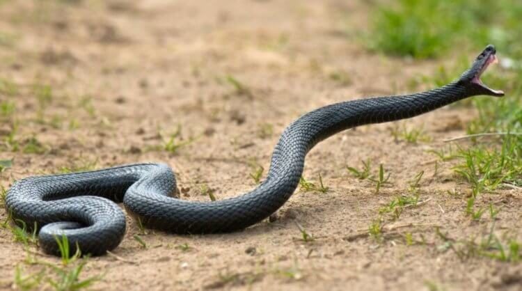Как змеи в ходе эволюции обзавелись ядом?