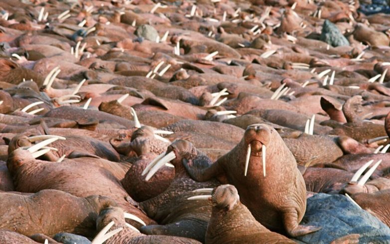 Подборка любопытных фактов о моржах