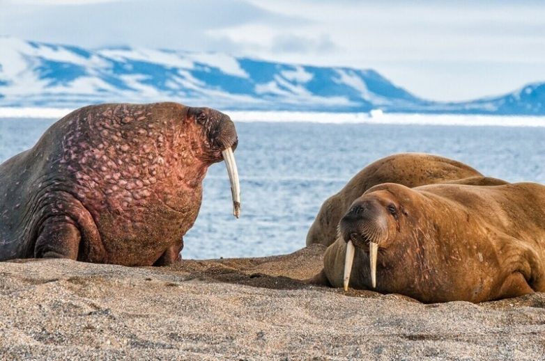 Подборка любопытных фактов о моржах