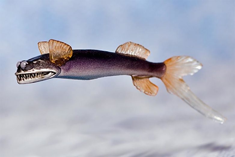 Рыба-телескоп — существо, которое природа оснастила прибором ночного видения