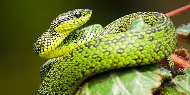 12 популярных мифов о змеях, верить в которые уже просто стыдно