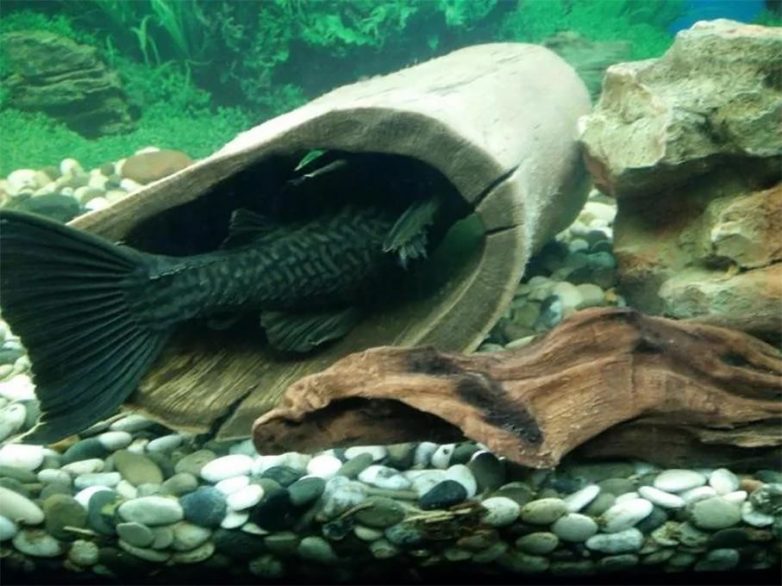 Королевский панак — зверь-рыба, которая питается древесиной