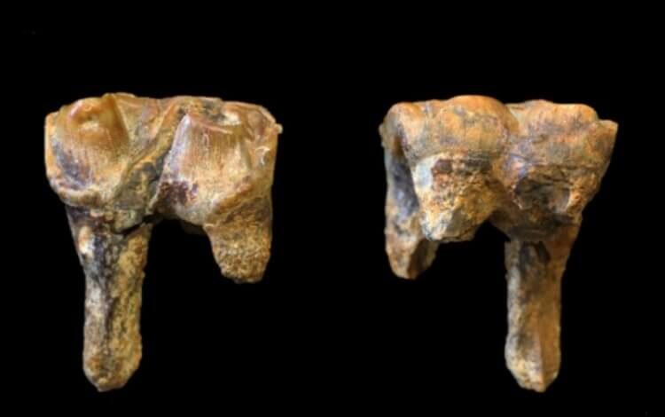На территории Великобритании найдены останки бегемота, который весил 3 тонны