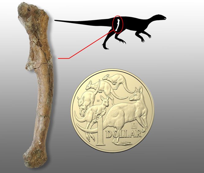 Палеонтологи нашли останки новорождённого динозавра