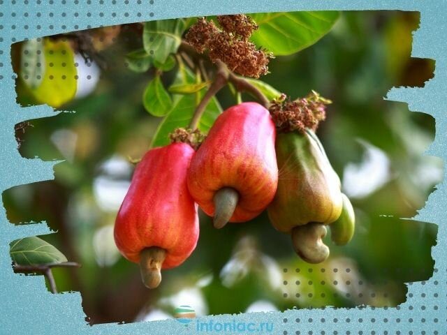 Плодов коричного дерева в Индии. Как растет кешью. Виноград кешью. Кешью дерево. 13 ощущается