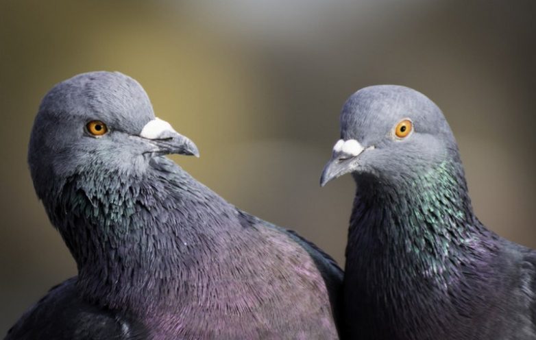 10 неприятных фактов о голубях