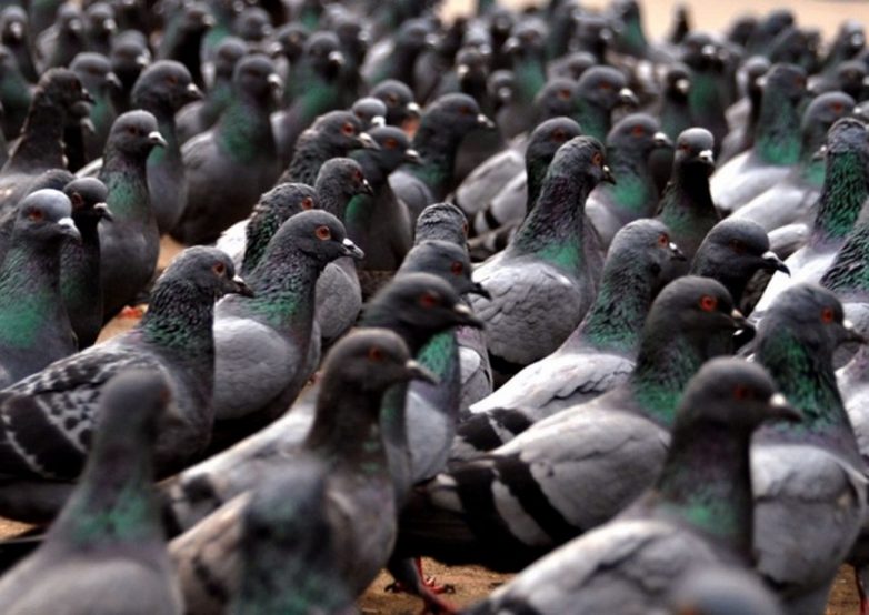 10 неприятных фактов о голубях