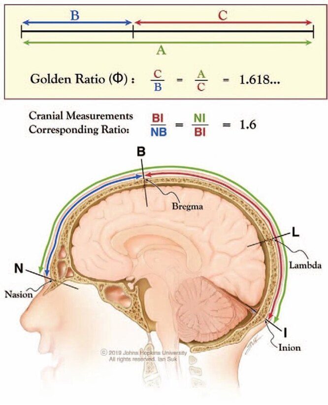 Анатомическая гармония: золотое сечение в черепе человека