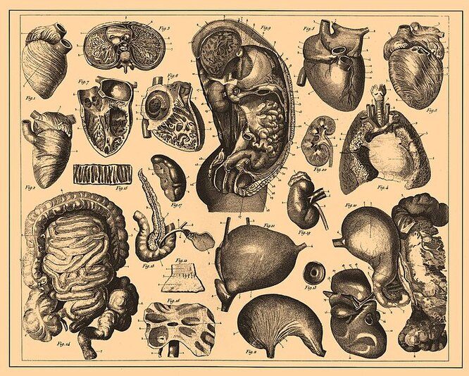 Учёные обнаружили в теле человека новый орган