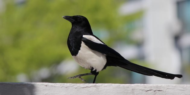 Учёные составили рейтинг из 5 самых умных птиц