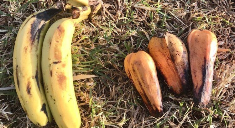 Ложные бананы как средство борьбы с реальным голодом