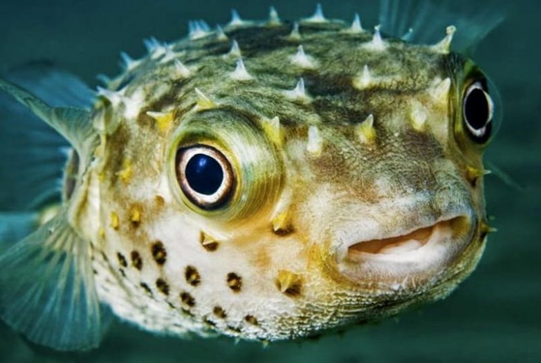 10 ядовитых рыб, которых лучше обходить за версту и в море, и на тарелке
