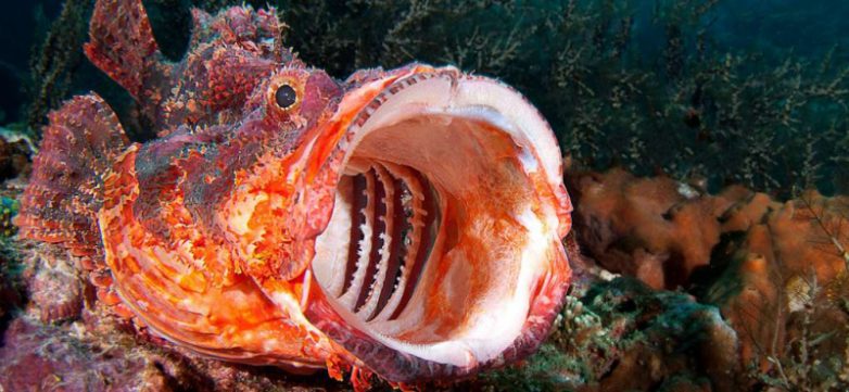 10 ядовитых рыб, которых лучше обходить за версту и в море, и на тарелке