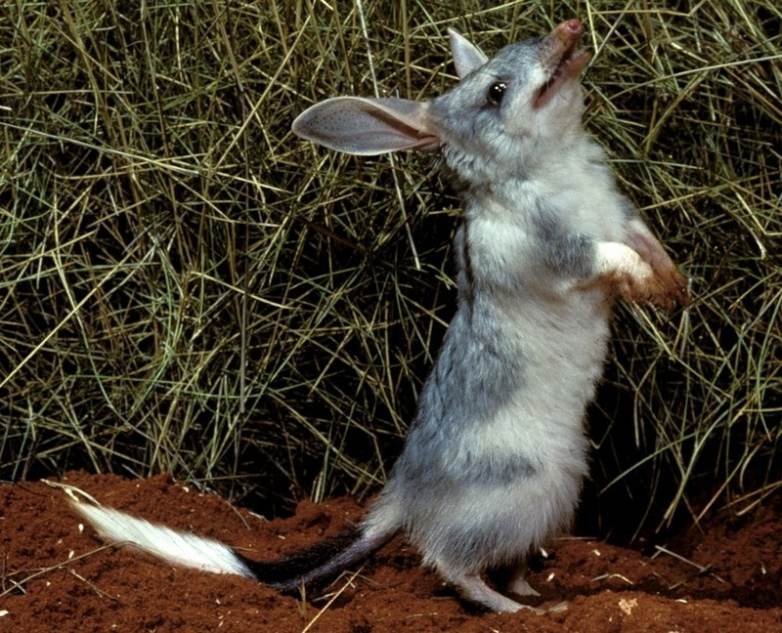 Кроличий бандикут — представитель австралийской фауны, пострадавший от «понаехавших»