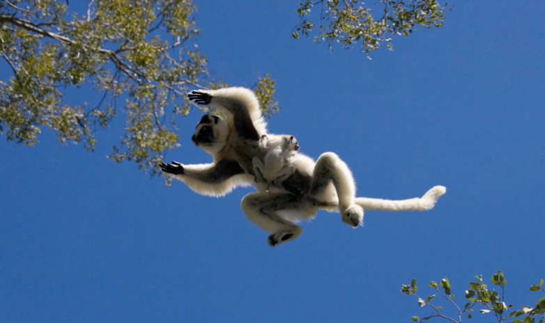 Сифаки — жизнерадостные приматы с Мадагаскара