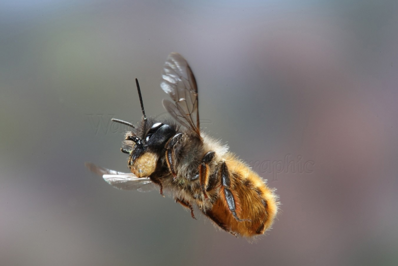 Пчела-каменщик — строитель от бога с бетономешалкой в желудке