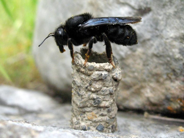 Пчела-каменщик — строитель от бога с бетономешалкой в желудке