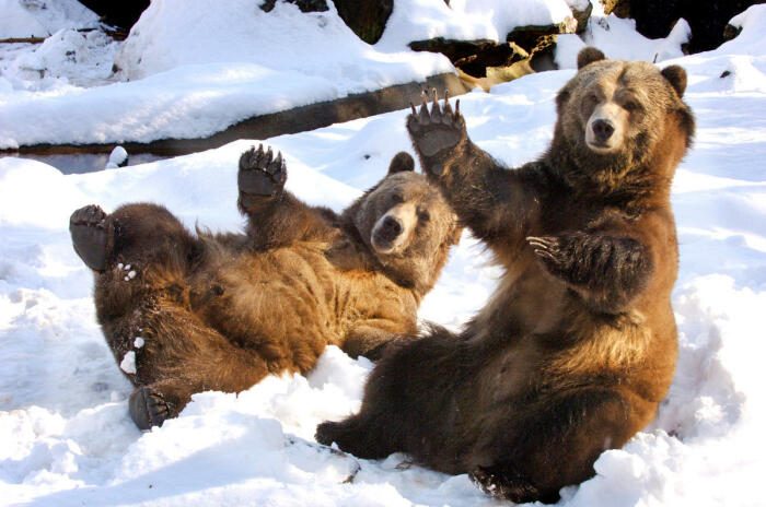 Интересные факты о медведях-шатунах