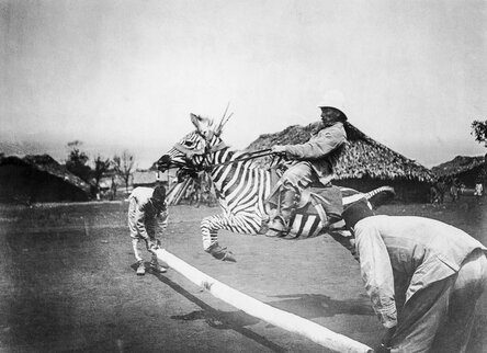Почему людям так и не удалось одомашнить зебр, хотя попытки были?