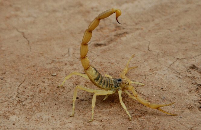 10 скорпионов, которых при встрече лучше обходить стороной