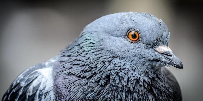 11 фактов о голубях, которые вы могли не знать