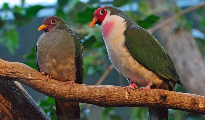 11 фактов о голубях, которые вы могли не знать