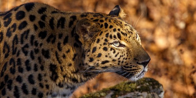 13 вымирающих животных, которым человечество должно дать шанс