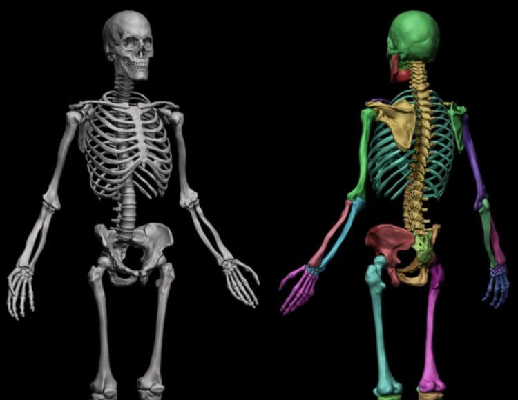 Анатомический ликбез: какие органы есть в нашем теле и без каких из них мы можем жить?