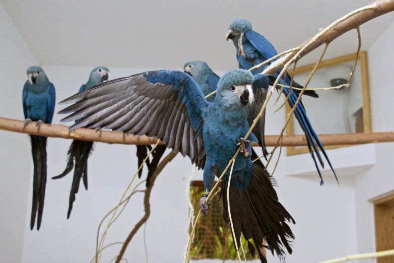 Голубой ара: пернатый красавец на грани исчезновения