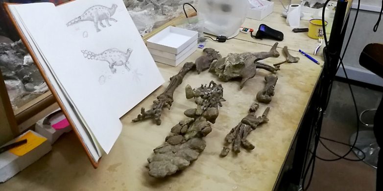 Палеонтологи нашли останки неизвестного ранее вида анкилозавра