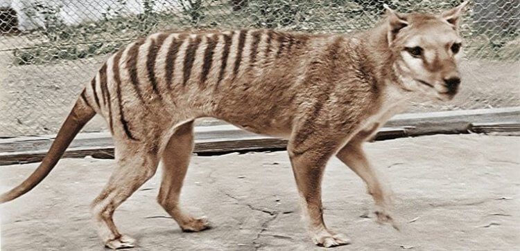 Учёные планируют «воскресить» тасманского тигра — как и зачем?