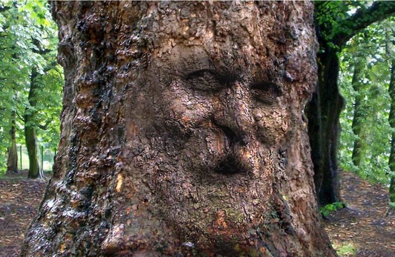Самое старое дерево в мире умеет клонировать себя