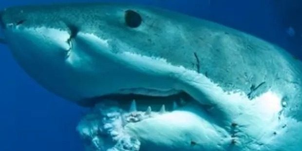 12 мифов об акулах, которые пора развеять
